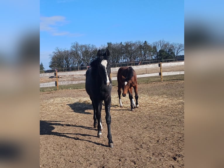 German Sport Horse Mare 1 year  in Salzwedel