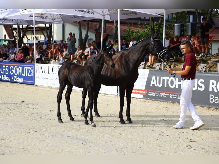 German Sport Horse Mare 1 year Smoky-Black in Oelsnitz