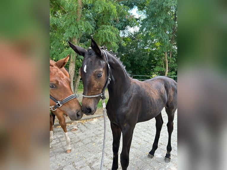 German Sport Horse Mare 1 year Smoky-Black in Oelsnitz