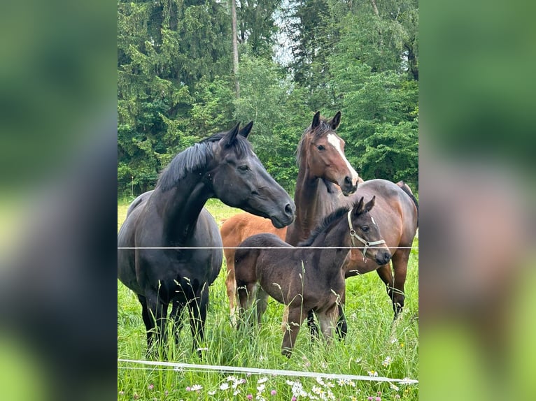 German Sport Horse Mare 1 year Smoky-Black in Oelsnitz