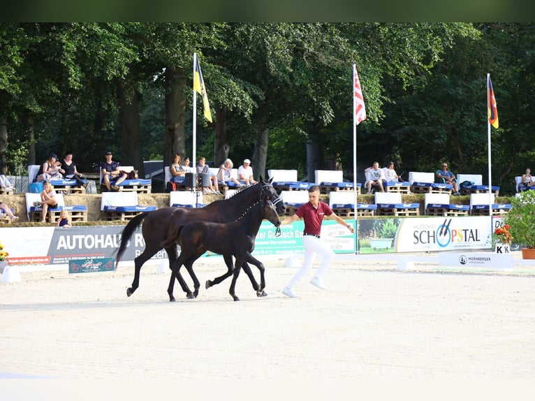 German Sport Horse Mare 1 year Smoky-Black in Oelsnitz