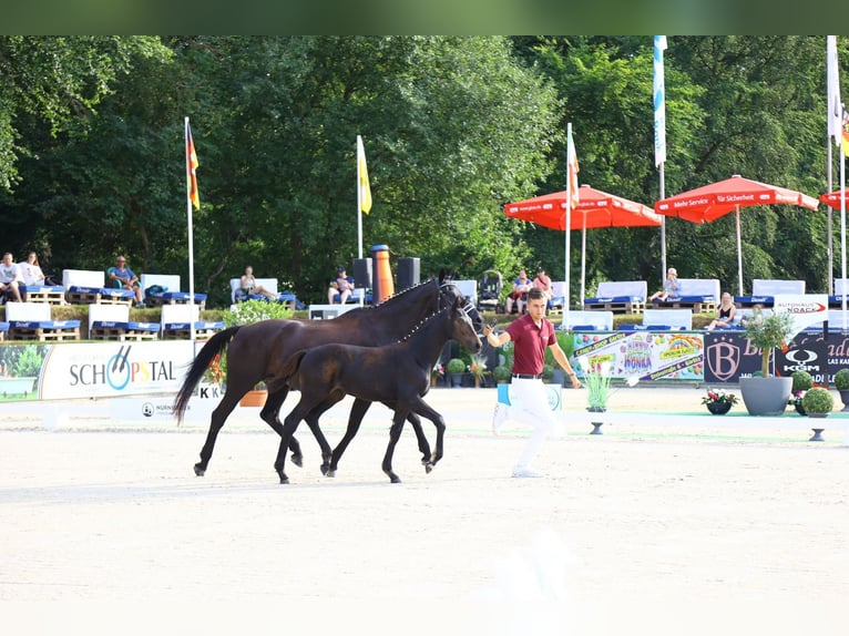 German Sport Horse Mare 1 year Smoky-Black in Oelsnitz