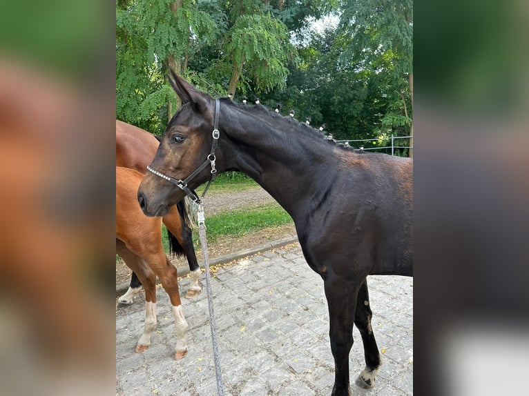 German Sport Horse Mare 1 year Smoky-Black in Oelsnitz