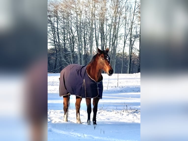 German Sport Horse Mare 20 years 15.3 hh Brown in Münchehofe