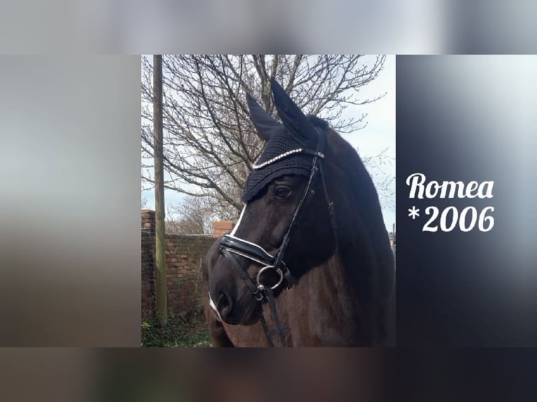 German Sport Horse Mare 20 years 16.2 hh Black in WengelsdorfWeißenfels