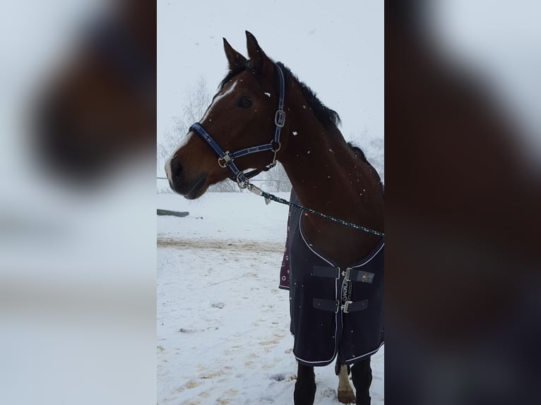 German Sport Horse Mare 20 years 16,2 hh Brown in Thammenhain