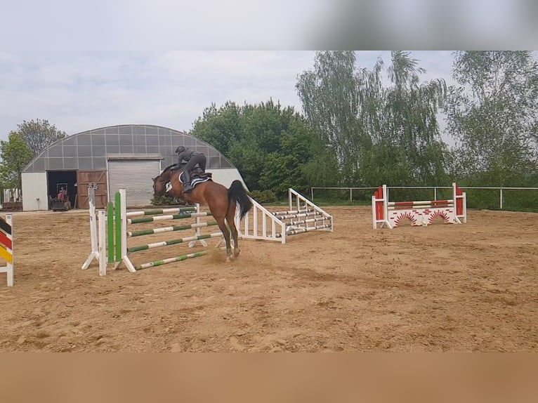 German Sport Horse Mare 20 years 16,2 hh Brown in Thammenhain