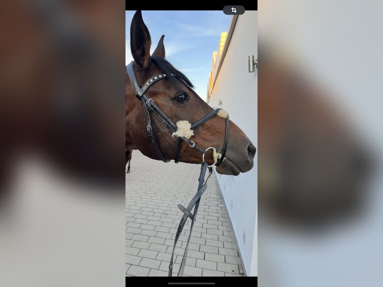German Sport Horse Mare 20 years 16 hh Brown in Lichtenfels
