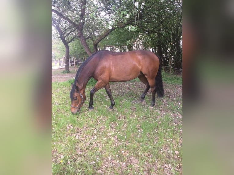 German Sport Horse Mare 20 years 16 hh Brown in Lichtenfels