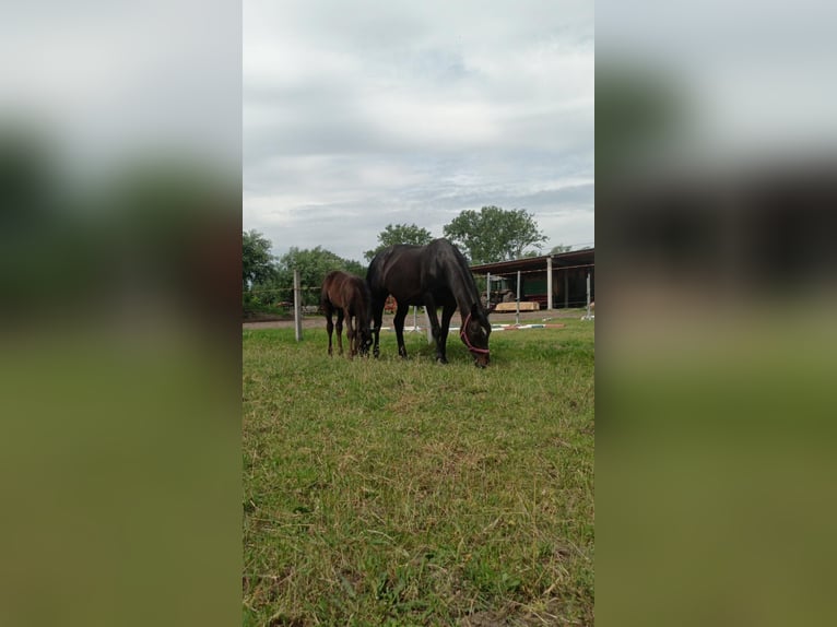 German Sport Horse Mare 20 years 16,1 hh Black in Turek