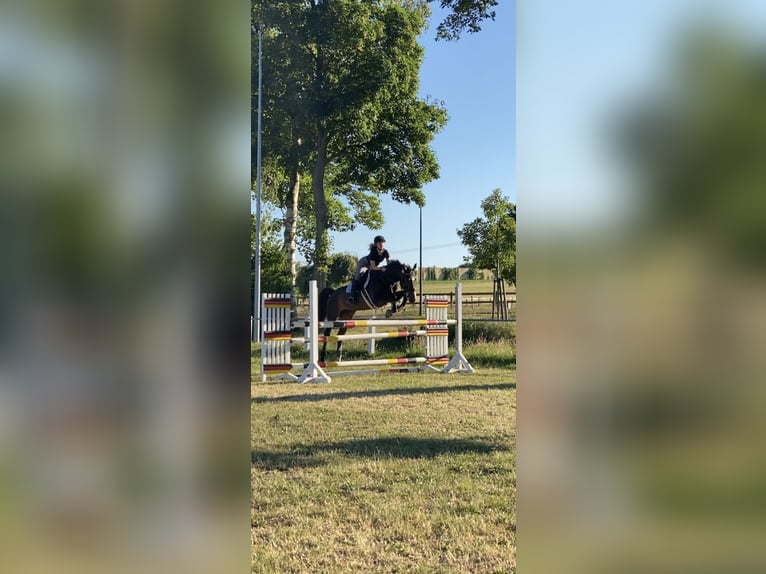 German Sport Horse Mare 20 years 16,1 hh Brown in Osnabrück