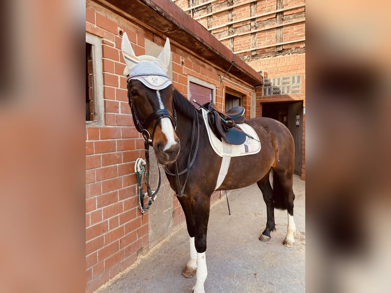 German Sport Horse Mare 20 years 16,1 hh Brown in Osnabrück