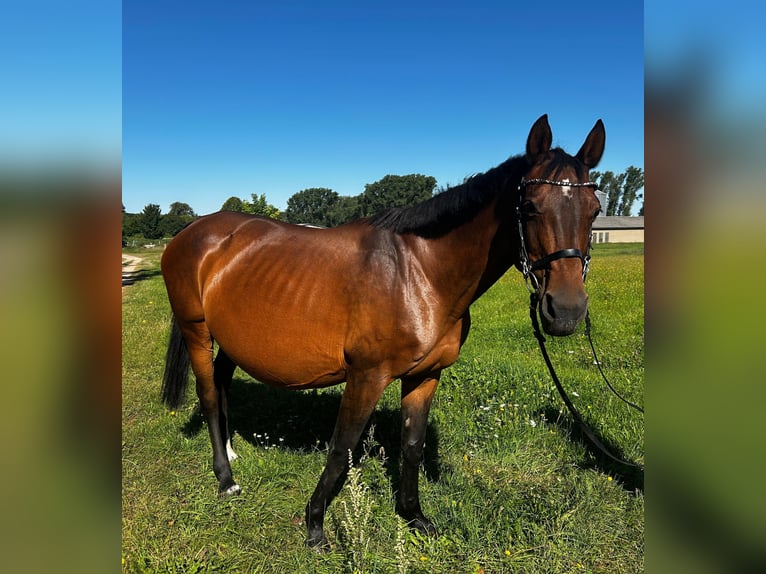 German Sport Horse Mare 20 years Brown in Neverin