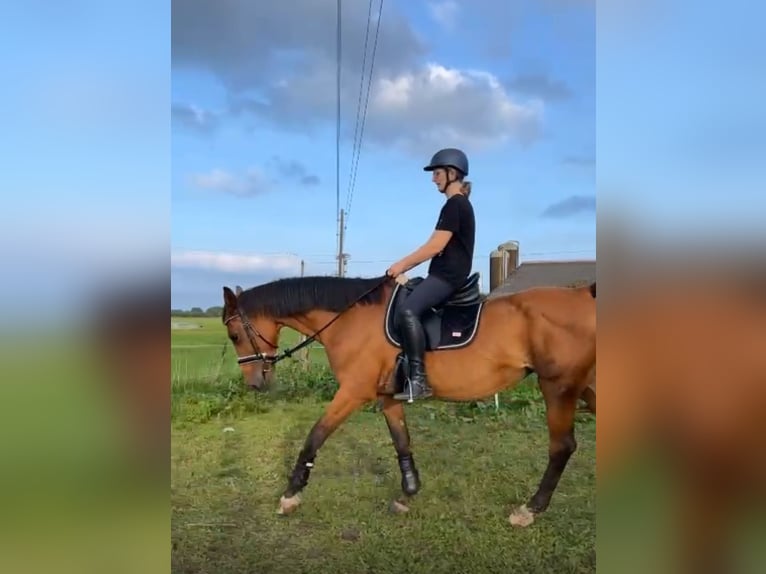 German Sport Horse Mare 21 years 16,1 hh Brown in Bedburg-Hau