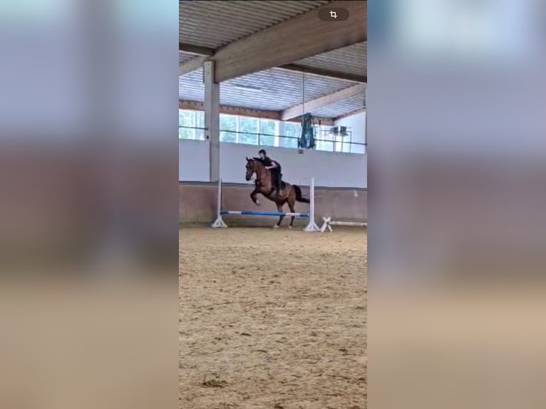 German Sport Horse Mare 21 years 16,1 hh Brown in Bedburg-Hau