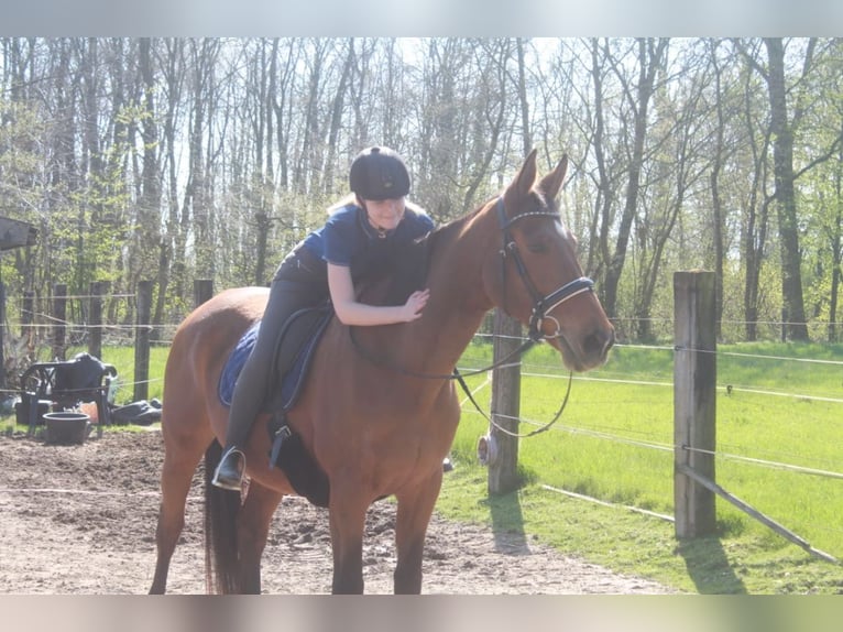 German Sport Horse Mare 21 years 16,1 hh Brown in Bedburg-Hau