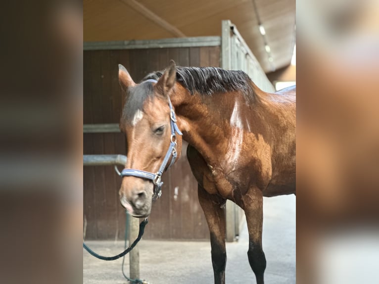 German Sport Horse Mare 21 years 16 hh Brown in DresdenDresden