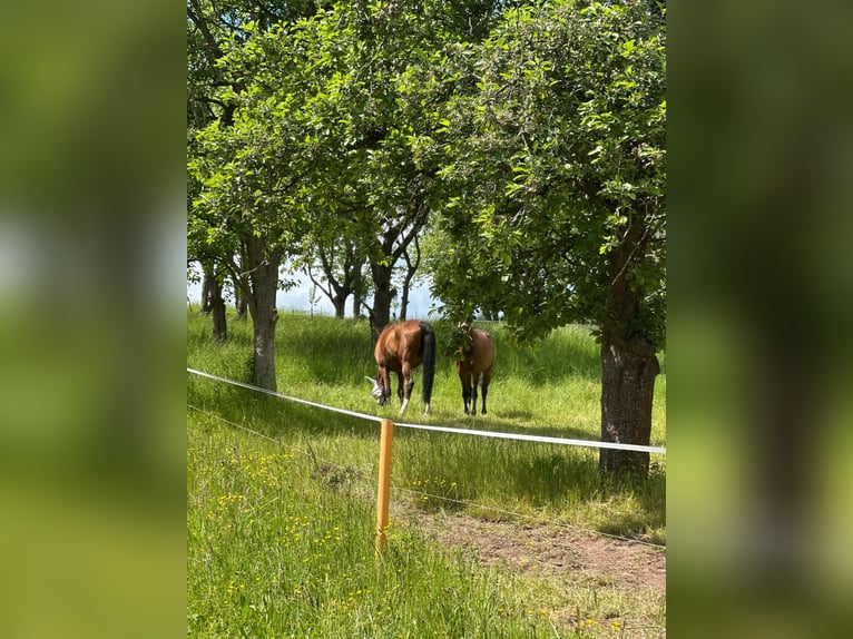 German Sport Horse Mare 21 years 16 hh Brown in DresdenDresden
