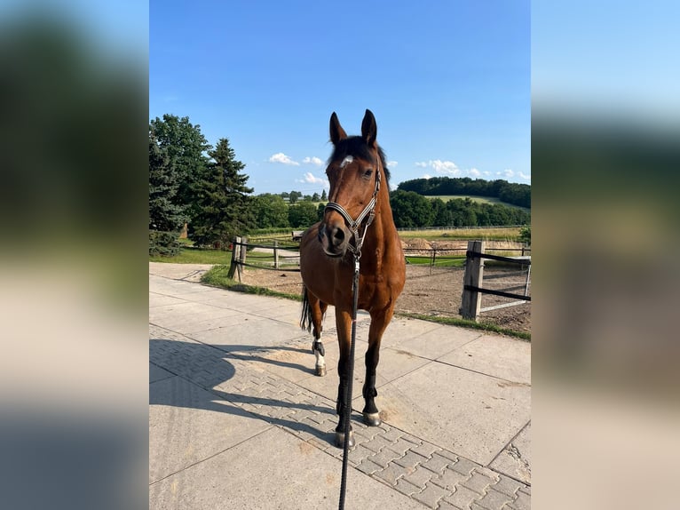 German Sport Horse Mare 21 years 16 hh Brown in DresdenDresden