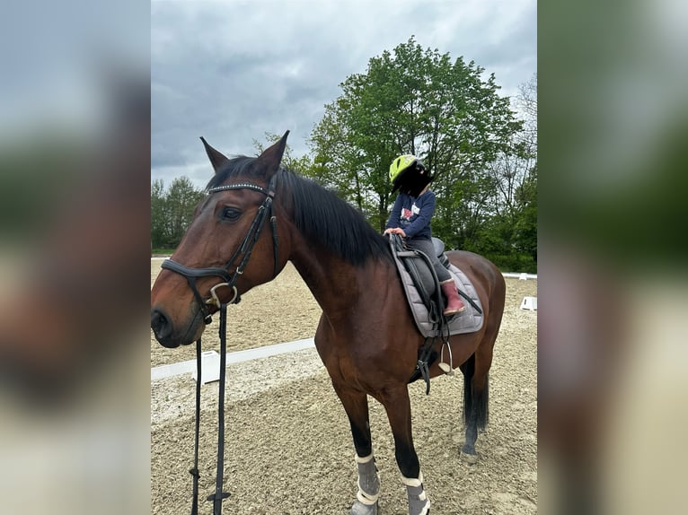 German Sport Horse Mare 21 years 16 hh Brown in Neuhofen