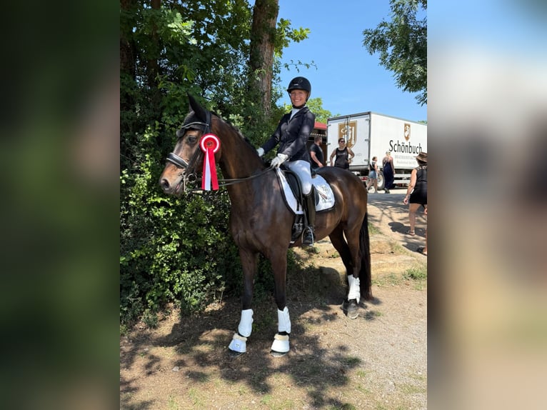 German Sport Horse Mare 21 years 16,2 hh Bay-Dark in Ditzingen