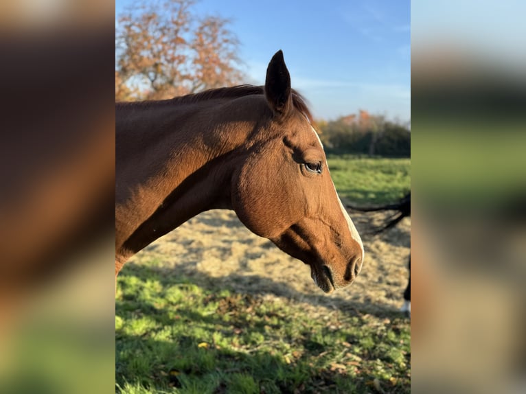German Sport Horse Mare 21 years Chestnut-Red in Dresden