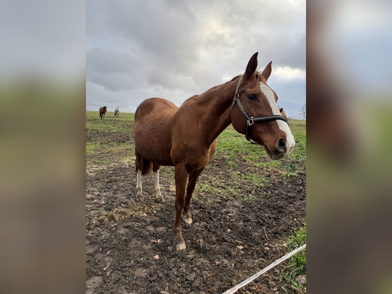 German Sport Horse Mare 21 years Chestnut-Red in Dresden