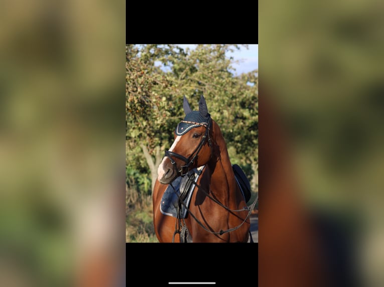 German Sport Horse Mare 22 years 16.2 hh Chestnut-Red in Burkersroda