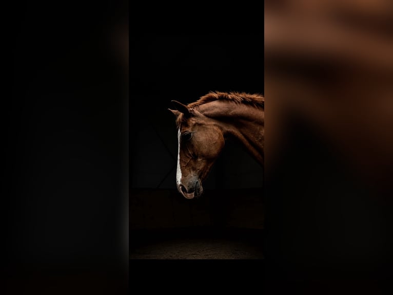 German Sport Horse Mare 22 years 16.2 hh Chestnut-Red in Burkersroda