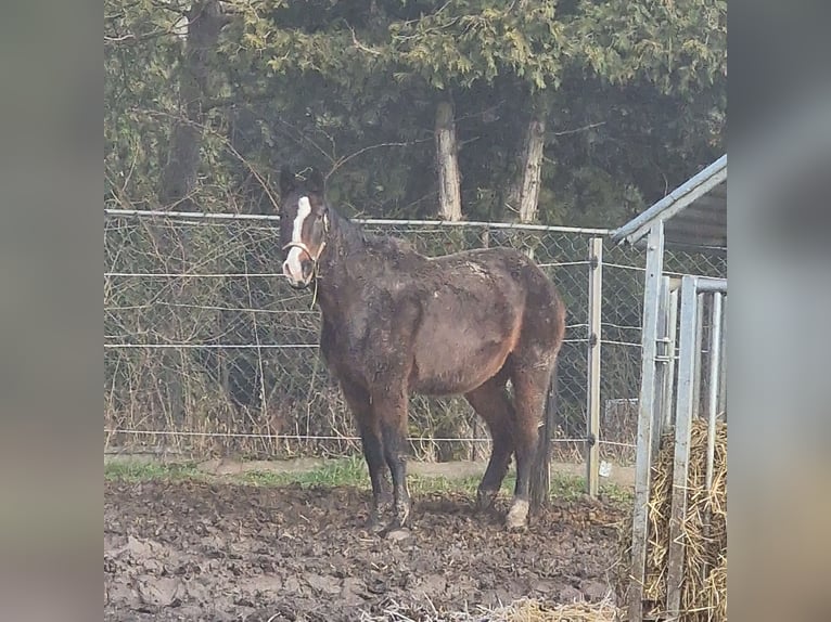 German Sport Horse Mare 24 years 16 hh Brown in Haus Zeitz