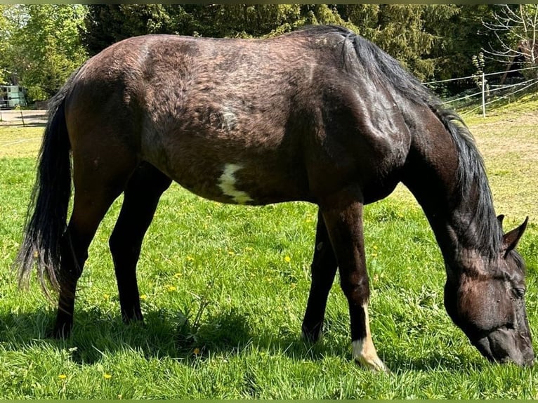 German Sport Horse Mare 2 years 15,1 hh Black in Dassel