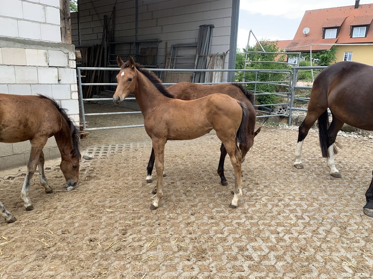 German Sport Horse Mare 2 years 15,1 hh Brown in Scheßlitz