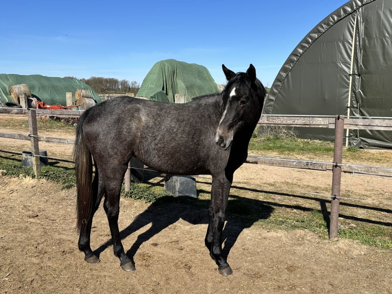 German Sport Horse Mare 2 years 15.1 hh Grey-Dark-Tan in Mollnitz