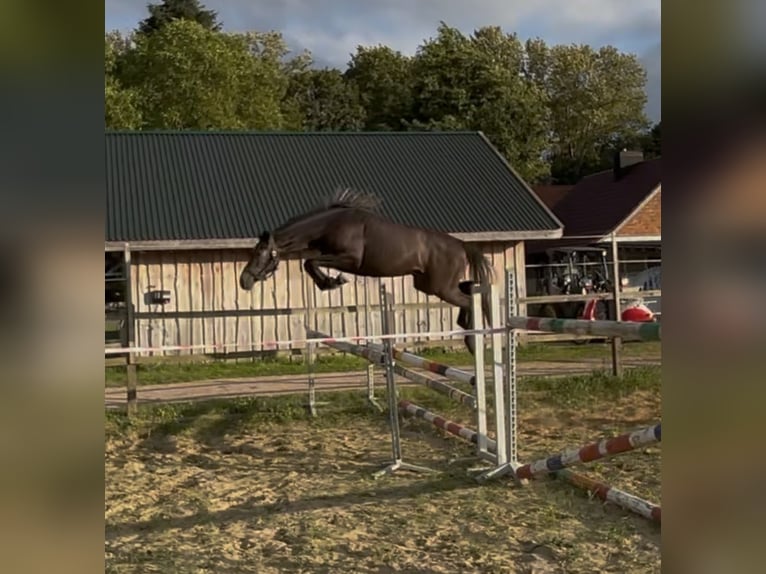 German Sport Horse Mare 2 years 15.1 hh Grey-Dark-Tan in Mollnitz