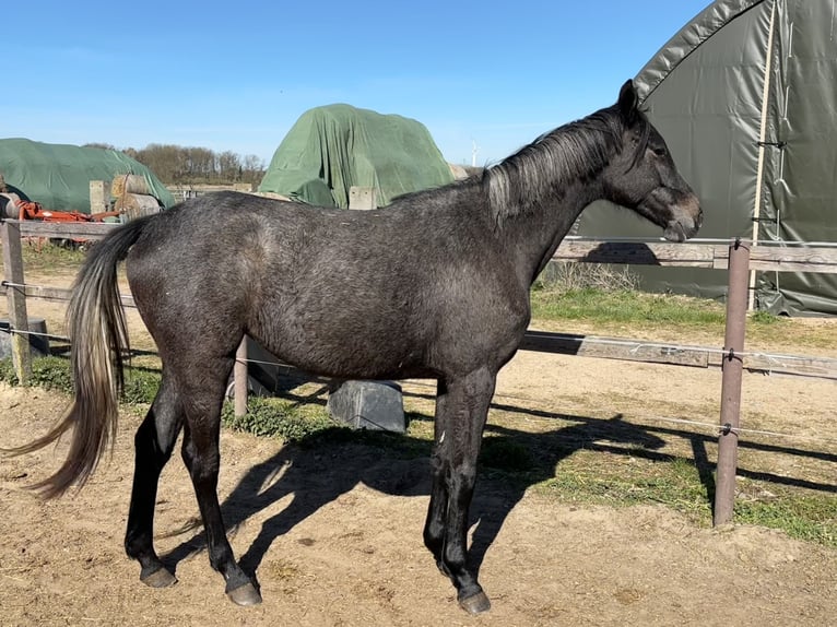 German Sport Horse Mare 2 years 15.1 hh Grey-Dark-Tan in Mollnitz