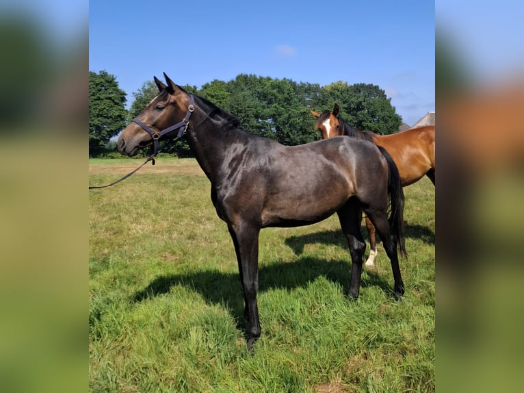 German Sport Horse Mare 2 years 15.2 hh Can be white in Goch