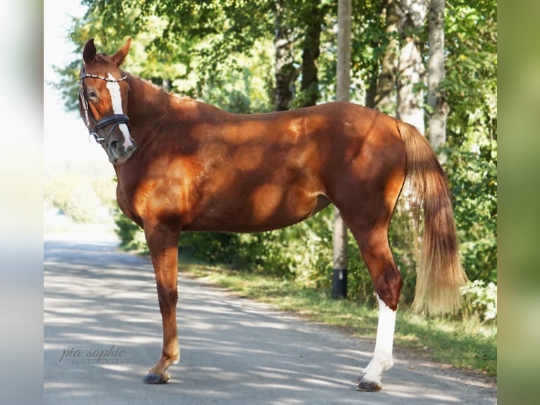 German Sport Horse Mare 2 years 15.2 hh Chestnut-Red in Illertissen