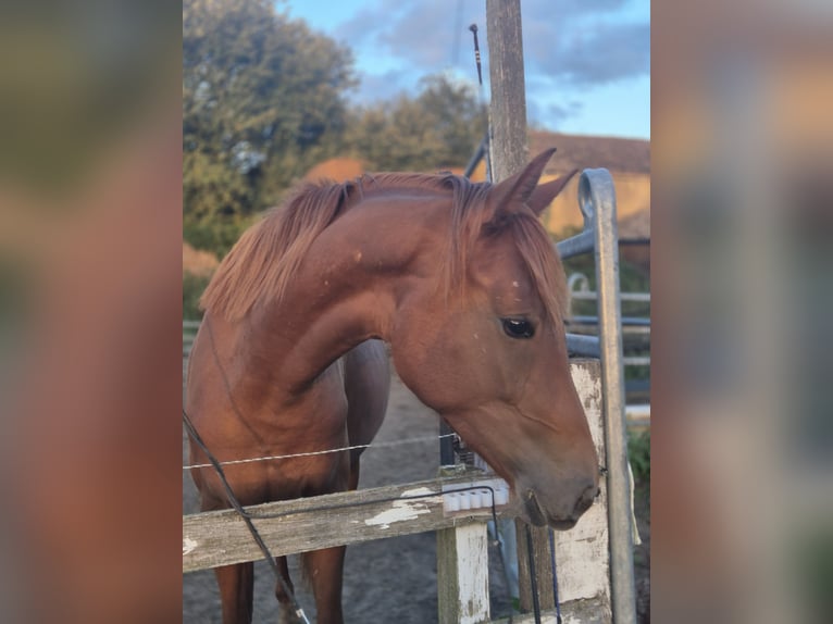 German Sport Horse Mare 2 years 15,2 hh Chestnut-Red in Tangeln