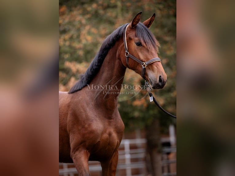 German Sport Horse Mare 2 years 15,3 hh Brown in Laaber