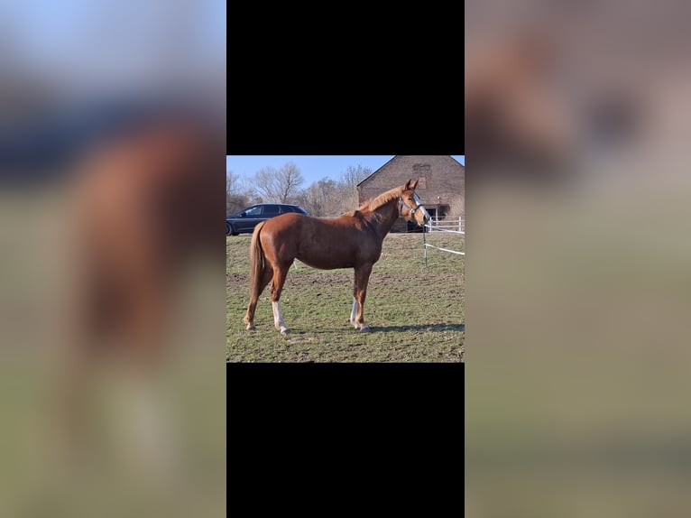 German Sport Horse Mare 2 years 15.3 hh Chestnut-Red in Zangenberg