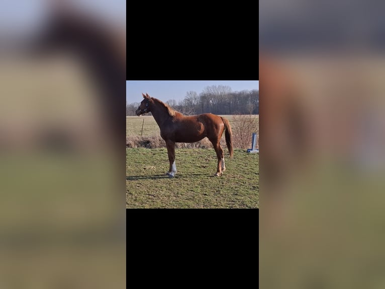 German Sport Horse Mare 2 years 15.3 hh Chestnut-Red in Zangenberg