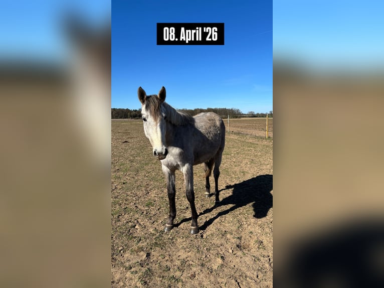 German Sport Horse Mare 2 years 15 hh Grey in Mollnitz