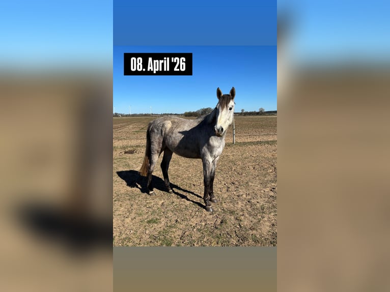 German Sport Horse Mare 2 years 15 hh Grey in Mollnitz