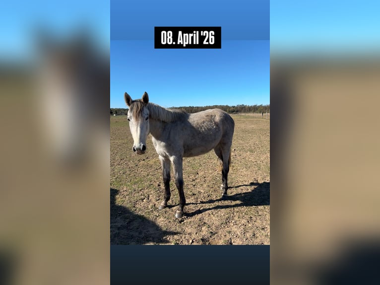 German Sport Horse Mare 2 years 15 hh Grey in Mollnitz