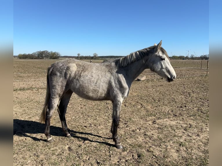 German Sport Horse Mare 2 years 15 hh Grey in Mollnitz