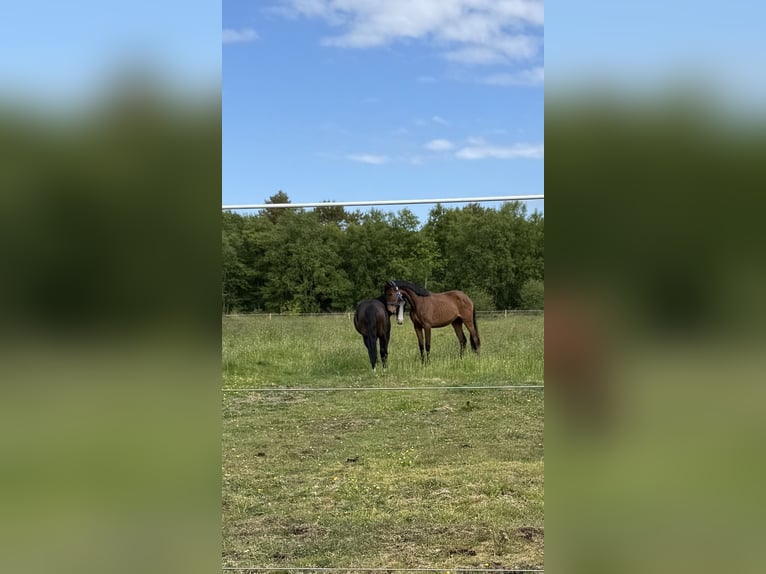 German Sport Horse Mare 2 years 15,2 hh Bay-Dark in Oldendorf
