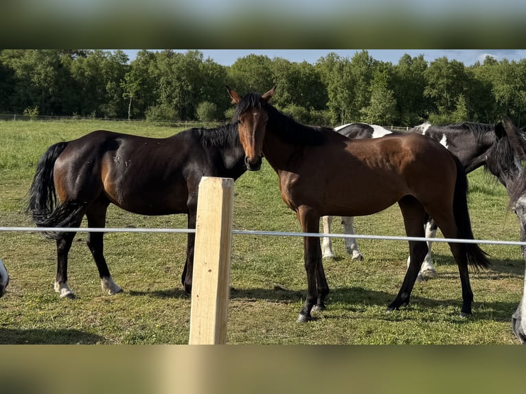German Sport Horse Mare 2 years 15,2 hh Bay-Dark in Oldendorf