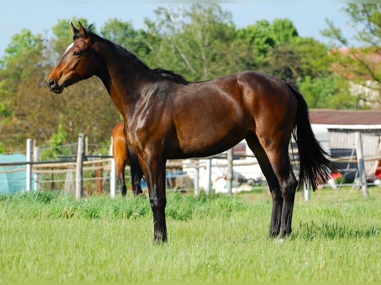 German Sport Horse Mare 2 years 15,2 hh Bay-Dark in Gromadka