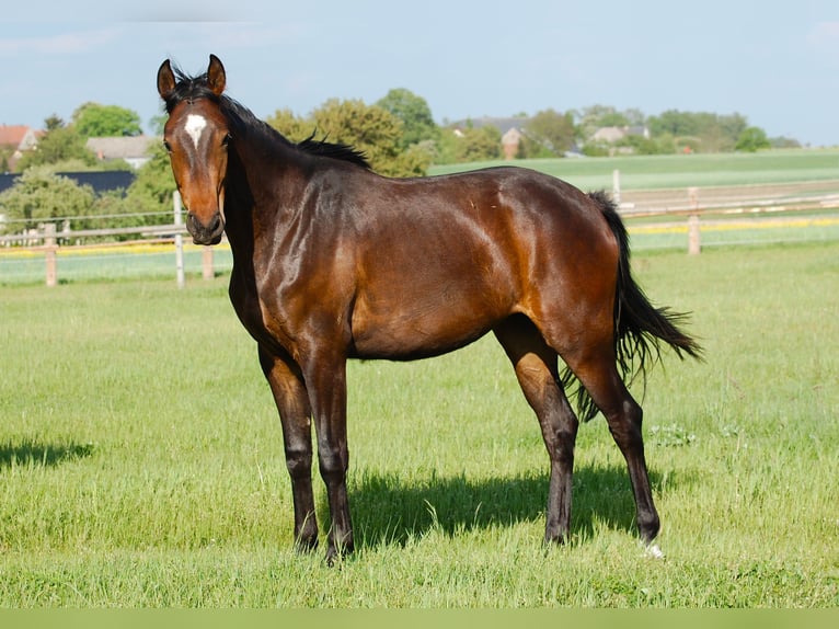 German Sport Horse Mare 2 years 15,2 hh Bay-Dark in Gromadka