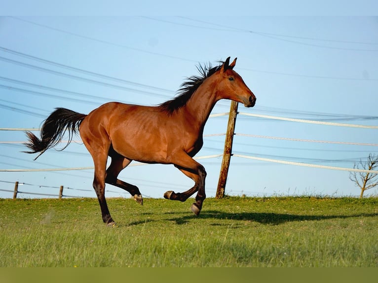German Sport Horse Mare 2 years 15,2 hh Brown in Eberdingen